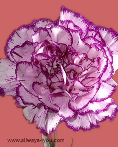 Carnation Dark Rendez vous Flowers