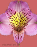 Alstroemeria-Debora Flowers- wholesale flowers and roses - 646-208-9995