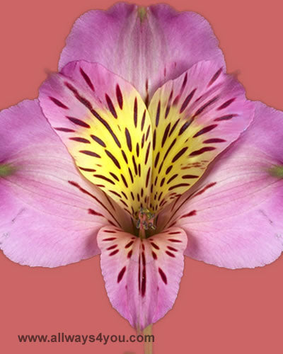 Alstroemeria-Debora Flowers- wholesale flowers and roses - 646-208-9995