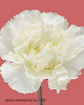 Carnation Delphi Flowers