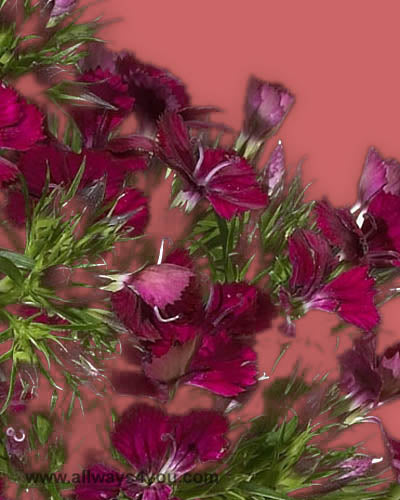 Dianthus Flowers