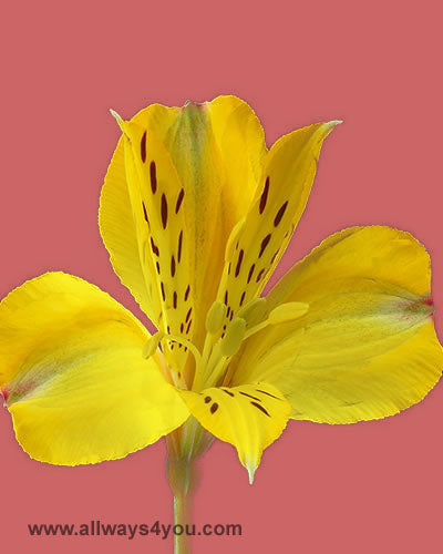 Alstroemeria-Dimension Flowers- wholesale florist -646-208-9995
