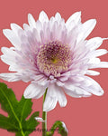 Mums Disbud Pink Flowers