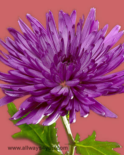 Mums Disbud Purple Flowers