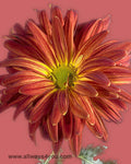 Mums Disbud Red Rover Flowers