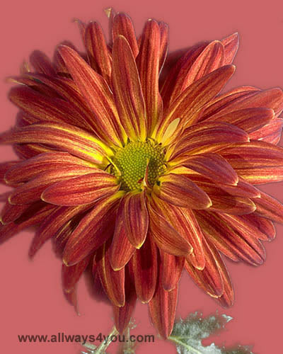Mums Disbud Red Rover Flowers