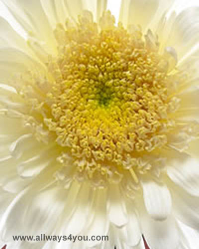 Mums Disbud White Flowers