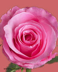 Roses Dolores Flowers