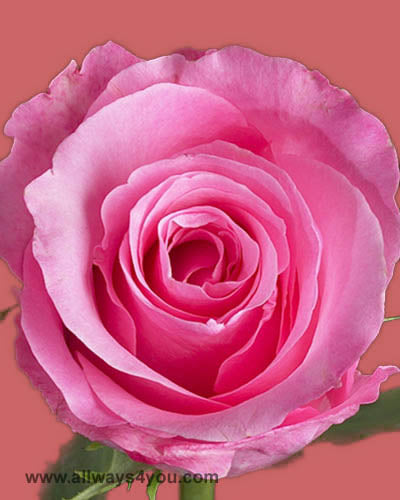 Roses Dolores Flowers