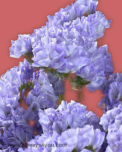 Statice Donaw Bird Flowers