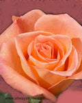 Roses Donna Flowers
