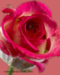 Roses Duett Flowers