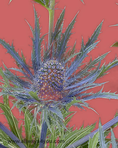 Eryngium Ella Bella Flowers