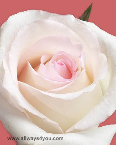 Roses Emma Flowers