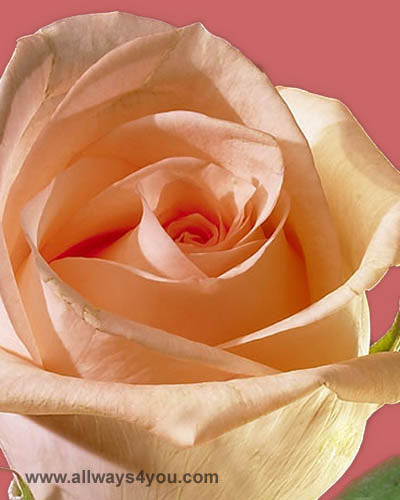 Roses Engagement Flowers