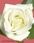 Roses Escimo Flowers