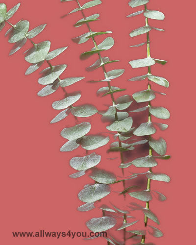 Green Eucalyptus Flowers