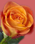Roses Fiction Flowers