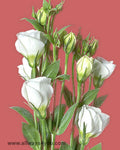 Lisianthus Floretti White Flowers