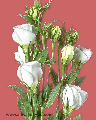 Lisianthus Floretti White Flowers
