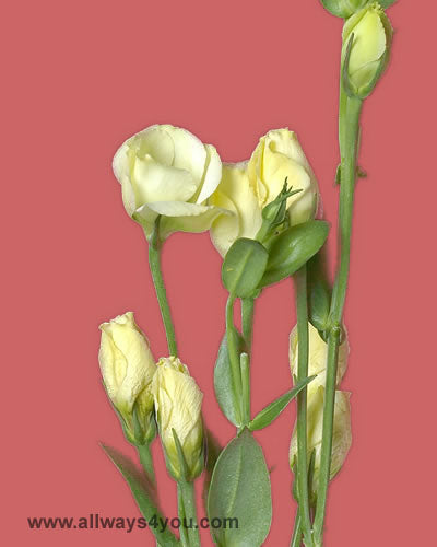 Lisianthus Floretti Yellow Flowers
