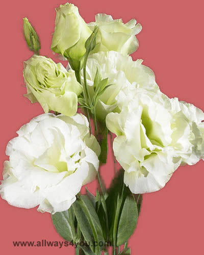 Lisianthus Green Flowerws