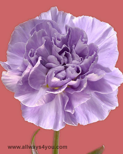 Florigene Carnations Moonaqua Flowers