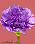 Florigene Carnations Moonlite Flowers