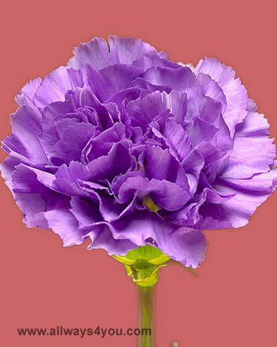 Florigene Carnations Moonlite Flowers