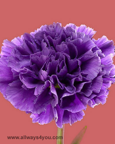 Florigene Carnations Moonshade Flowers