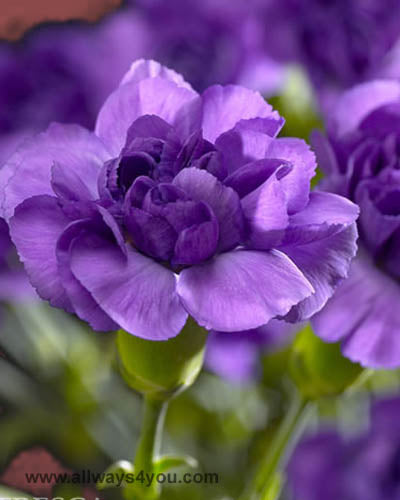 Florigene Carnations MoonShadow Flowers