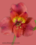 Alstroemeria-Fuego Flowers- wholesale 646-208-9995
