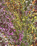 Genistra Flowers