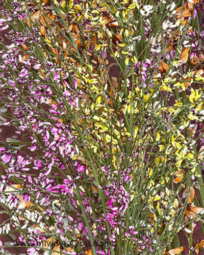 Genistra Flowers