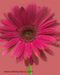 Gerbera Dark Pink Flowers