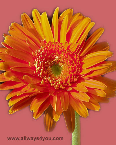 Gerbera Orange Flowers
