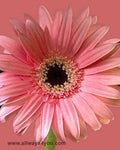 Gerbera Pink Flowers