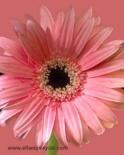 Gerbera Pink Flowers