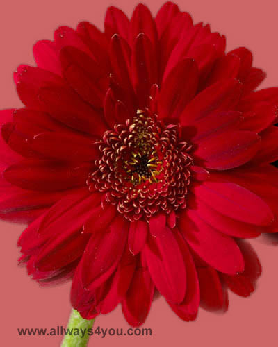 Gerbera Red Flowers
