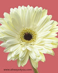 Gerbera White Flowers