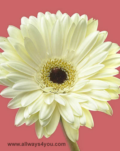 Gerbera White Flowers