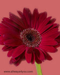 Gerbera Wine Flowers