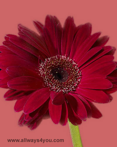 Gerbera Wine Flowers