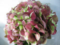 Hydrangea Red Antiqueþ,unique one of a kind only ant allways4you.com