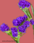 Statice Giant Blue Flowers