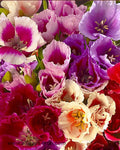 Godetia Flowers