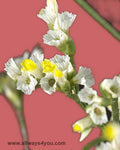Limonium Gold Coast Flowers