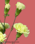 Carnation Green Flowers