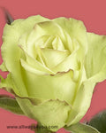 Roses Green Fashion Flowers