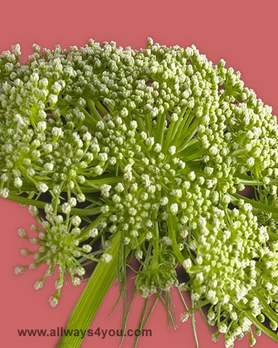 Green Mist Flowers